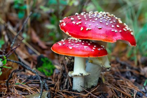 Саңырауқұлақ суреті