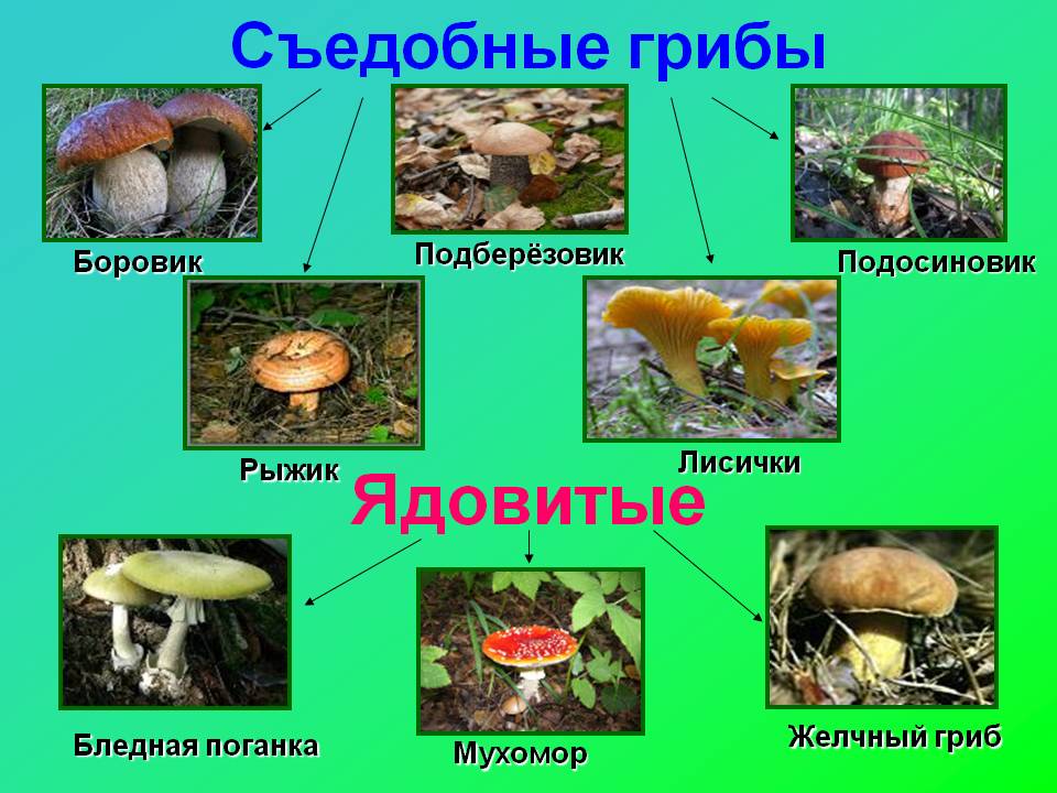Какие ядовитые грибы похожи на съедобные