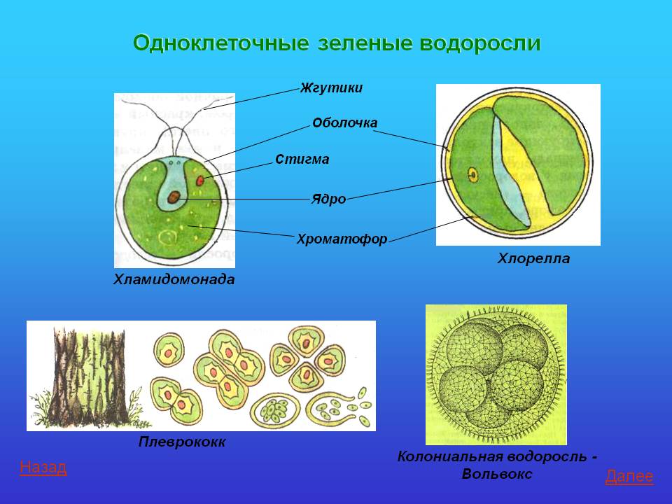 Развитие одноклеточных водорослей. Одноклеточная водоросль хлорелла. Одноклеточные зеленые водоросли хлорелла. Строение одноклеточной зеленой водоросли хлореллы. Одноклеточная водоросль хлорелла строение.