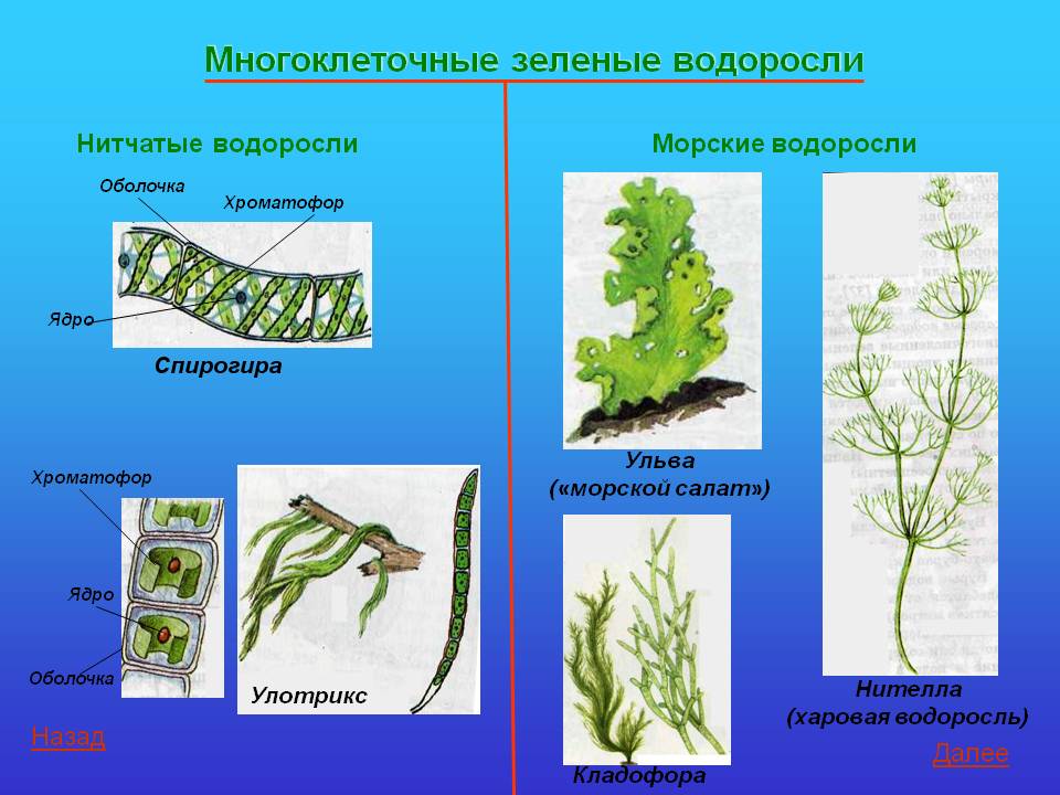 5 примеров водорослей. Многоклеточные нитчатые зеленые водоросли. Нитчатые зеленые водоросли представители. Зелёные многоклеточные водоросли представители. Нителла водоросль нитчатая.