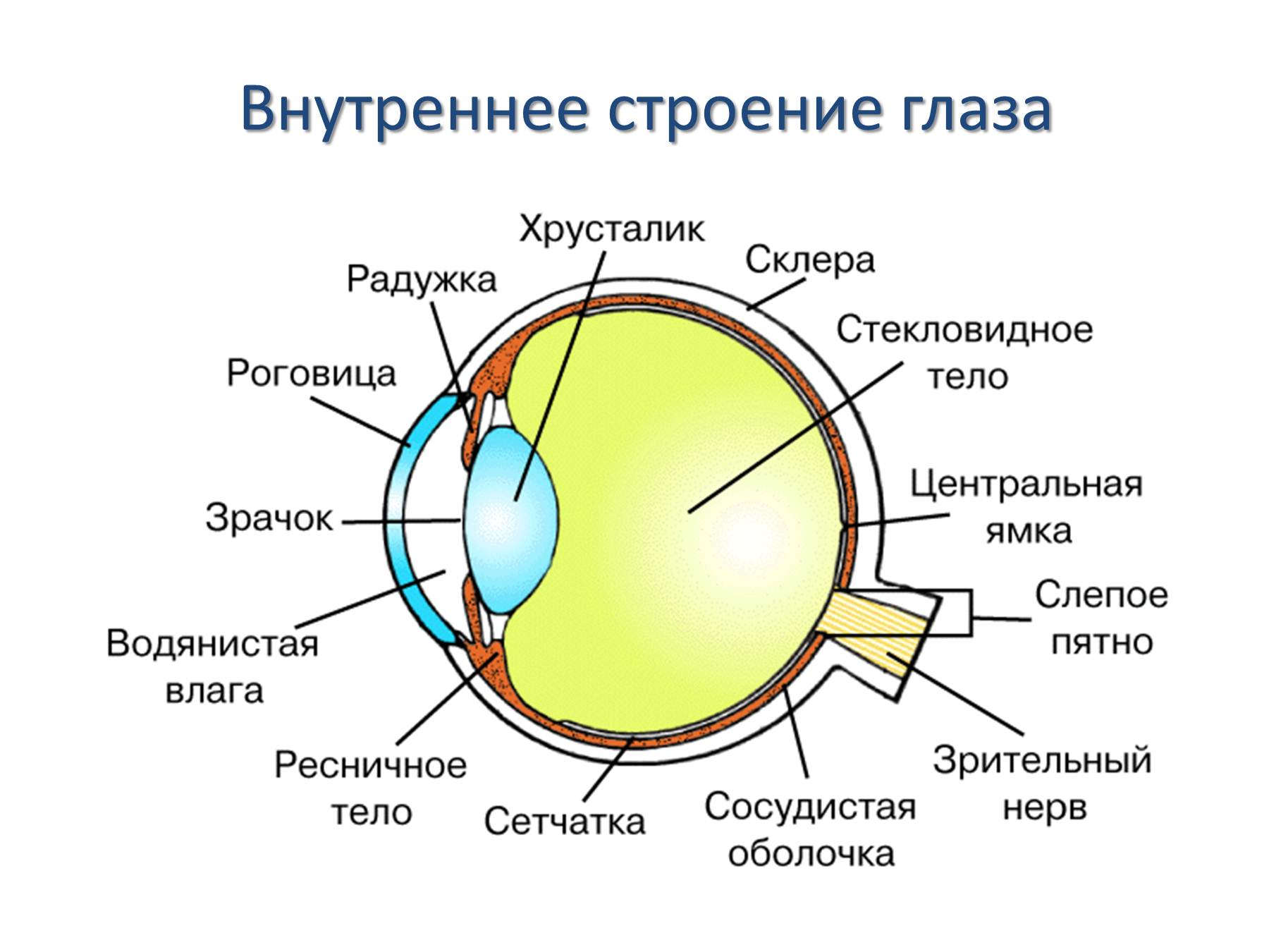 Строение органа зрения (строение глазного яблока).