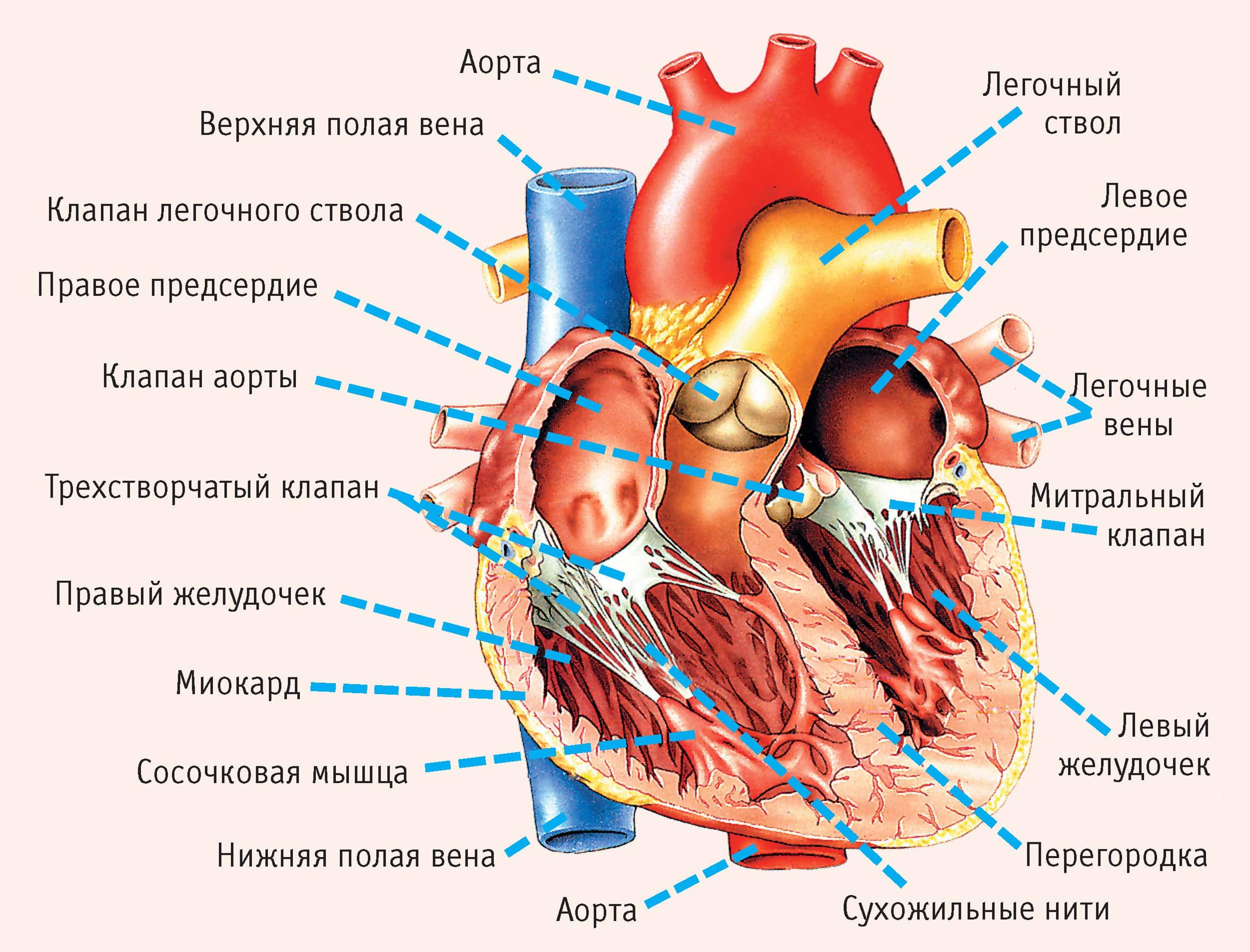 сумка сердца биология